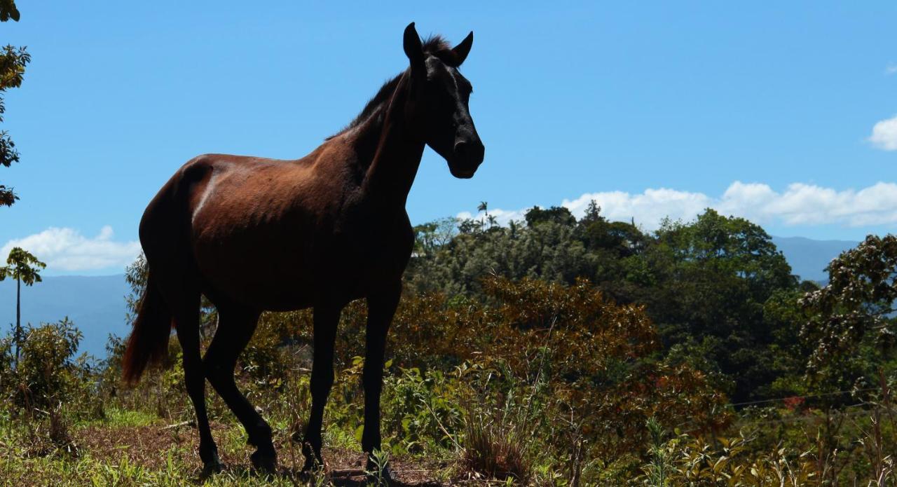 Hacienda Monteclaro Hotel Turrialba Bagian luar foto