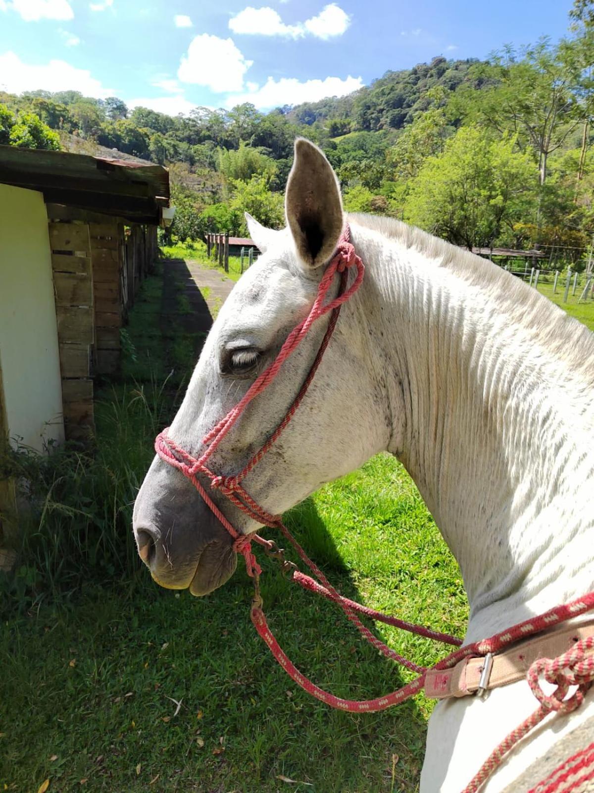 Hacienda Monteclaro Hotel Turrialba Bagian luar foto